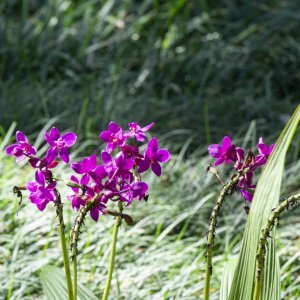 Bok Tower Oct 2021-2500px-18.JPG
