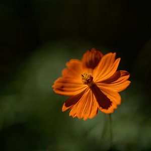 Alone in the Sun.jpeg