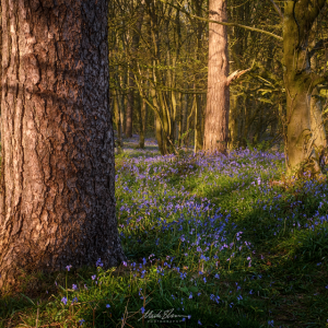 Bluebell Walk small PL.png