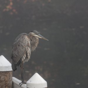 Alfred in the Fog.jpeg