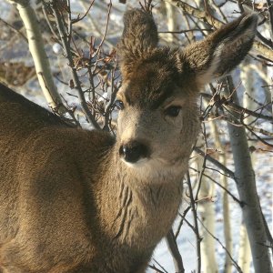 10_31_21P_008Deer.jpg