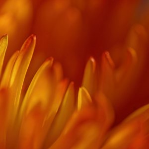 Spiky Petals.jpeg