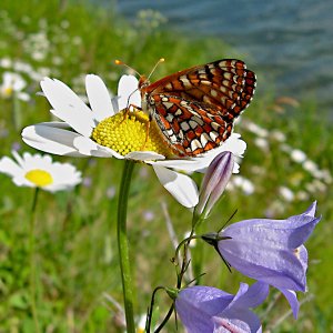 07_734Butterfly.jpg