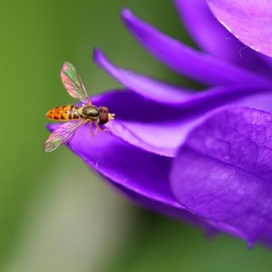 macro.jpg