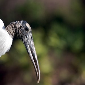 _CCR7554 - Version 2.jpg