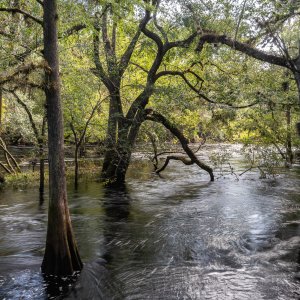 Hillsborough River SP- 1500px-5.JPG