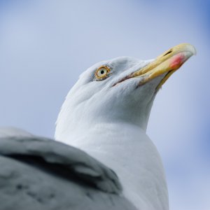 seagull-528.jpg