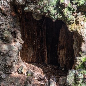 Hillsborough River SP- 1500px-6.JPG