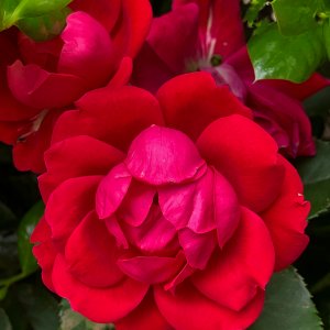 Brilliant Red.jpeg