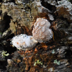 Tree_trunk_bead_lake.jpeg