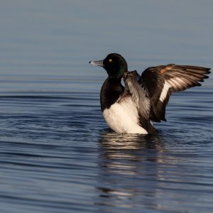 Tufted-duck.jpg