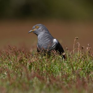 ADEC0490-Cuckoo.jpg