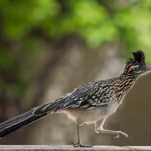 Road Runner 1.jpeg