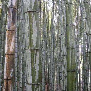 arashiyama.jpg