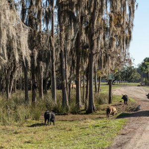 Wild Florida-2500px-24.jpg
