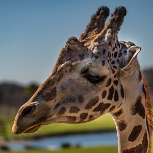 Wild Florida-2500px-78.jpg