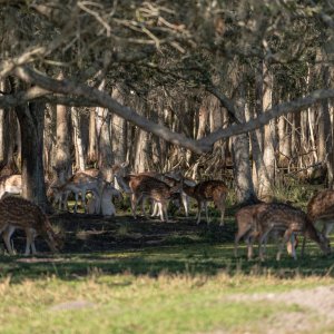 Wild Florida-2500px-58.jpg