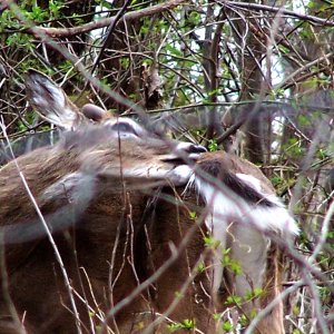 deer_lick.jpg