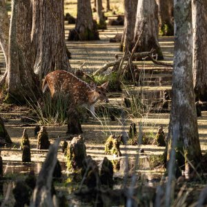 Wild Florida-2500px-61.jpg