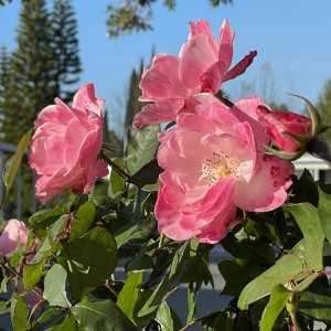 IMG_1714.jpeg