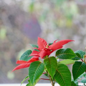 Poinsettia.jpg