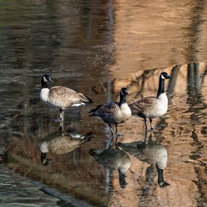 Mirrored Geese.jpeg