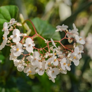 Leu Gardens 1-2022 2500px-14.jpg