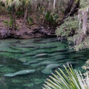 MAnatee 2019 - 2500px-12.jpg