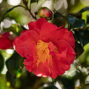 Leu Gardens 1-2022 2500px-16.jpg