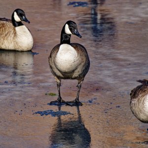 Be Careful, This Ice is Slippery.jpeg