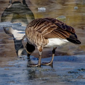 Echoes in the Ice.jpeg