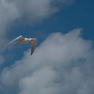 Launch Canaveral 2-22 - 2500px-6.jpg