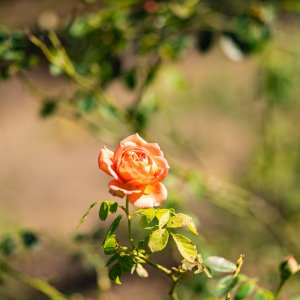 Leu Gardens 1-2022 2500px-27.jpg