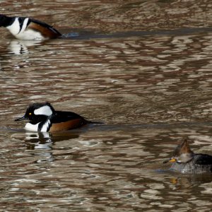 Two Guys and a Gal.jpeg