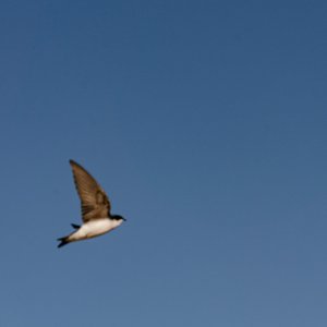 Wetlands 2-22 2500px-12.jpg