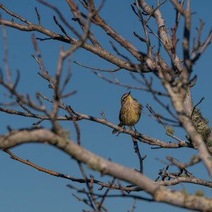 Wetlands 2-22 2500px-18.jpg