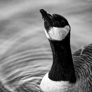 Good to the Last Drop.jpeg