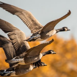 Abq Open Spaces Nov 2016-1.jpg