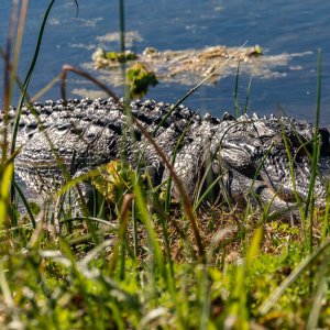 Wetlands 2-22 2500px-22.jpg