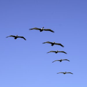 Playlinda 2-1500px.jpg