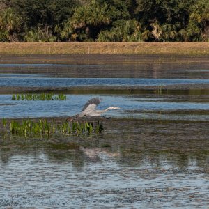 Wetlands 2-22 2500px-29.jpg