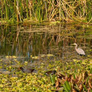 Wetlands 2-22 2500px-26.jpg