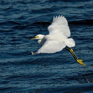 Egret on the Lookout.jpeg
