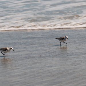 Cocoa Beach Feb 2022 - 2500px-5.jpg