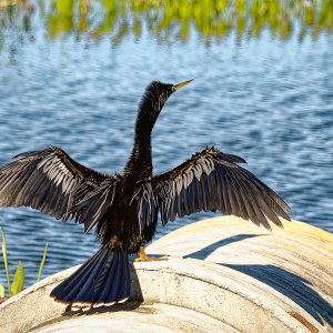 Anhinga.jpeg