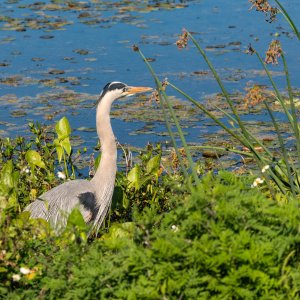 Wetlands 2-22 2500px-32.jpg