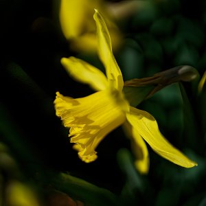 Daffodil  in Bloom.jpeg