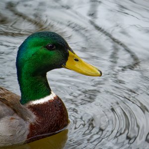 Mallard Getting Up-Close and Personal.jpeg