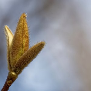 Tulip Magnolia Blossom On the Way.jpeg