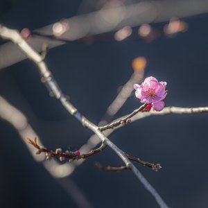 20220319-DSC_3431.jpg